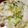 咲わんこ's cooksnap of when they made 簡単！白菜クリームチーズ煮.