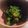 くん55's cooksnap of when they made 菜の花のからし酢あえ.