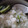 applepoo's cooksnap of when they made 風邪かな？と思ったら・・・生姜のおかゆ.