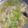 ﹙pさとq∀｀）'s cooksnap of when they made レタスの中華ごまスープ♪.