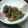 inuo's cooksnap of when they made 春の香り♪ふきのとうの醤油煮♪.