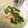 Mariannu14's cooksnap of when they made 簡単！かぶのトロトロコンソメ煮！.