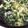 うさみぃみ's cooksnap of when they made ほうれん草と卵のスープ.