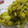 カルピスっこ's cooksnap of when they made かぼちゃとさつま芋のマヨサラダ♪.