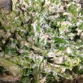 kozchy's cooksnap of when they made 簡単♪春菊と豆腐のサラダ.