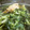 あいぱらりん's cooksnap of when they made 水菜と油揚げの白だし煮.