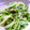 しろくまラッコ's cooksnap of when they made 豆苗のからし和え.