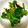 MofeMofee's cooksnap of when they made 簡単に料亭風☆菜の花としいたけの塩麹和え.