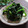 まろんかふぇ's cooksnap of when they made レンジで簡単、ほうれん草のおひたし☆.
