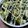 クックQGFJLB☆'s cooksnap of when they made ブロッコリーアボカドじゃがいものマヨ焼き.