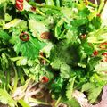 てんてんたん's cooksnap of when they made 蒸し鶏とパクチーのサラダ☆.
