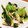 aya2000's cooksnap of when they made 小松菜としめじ油揚げの梅肉和え.