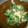 きらきらママ's cooksnap of when they made 菜の花の・・・❤ごまマヨポン和え.