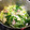 りんごのおいも's cooksnap of when they made べか菜ときのこの煮浸し.