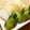 zinpurin's cooksnap of when they made ヨーグルトとお味噌でぬか漬け風.