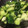 はっしーまま's cooksnap of when they made ♪青梗菜とほうれん草のごま油いため2♪.