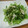 松子５５'s cooksnap of when they made ちくわと水菜とレタスの葱ポン柚子胡椒.