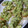 ワラワラ's cooksnap of when they made アボカドの梅マヨ和え.