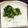 ✩RoHa✩'s cooksnap of when they made 大根の葉の漬物（塩のみ）.