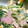 みぃこm's cooksnap of when they made 簡単美味しい♪菜の花のゆで卵マヨサラダ.