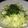 社食キッチン担当者's cooksnap of when they made キャベツとシラスのサラダ.