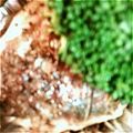 小春小雪's cooksnap of when they made アジの簡単ムニエルタルタルソースかけ.