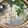 Anela777's cooksnap of when they made 白菜たっぷり簡単水炊き鍋.
