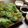 そらしろう's cooksnap of when they made 生春巻きのブーケ風サラダ.