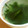 あさここなっつ's cooksnap of when they made お湯を注ぐだけの簡単わかめスープ.