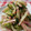 HappyKoron's cooksnap of when they made かまぼこときゅうりのごまあえ.