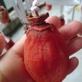 asa＊hana's cooksnap of when they made 暖かい地方でも干し柿出来る、作り方.