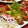 Kyanoe's cooksnap of when they made うずらの卵でサンタ☆キャラ弁.