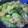 Mow*Mow's cooksnap of when they made フワフワ卵のチンゲン菜の炒め物　上海風.