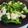 yukiじるし's cooksnap of when they made カリフラワーとブロッコリーの温野菜サラダ.