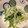 うらわマダム's cooksnap of when they made 大根と水菜の柚子胡椒マヨサラダ.
