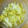 みずは's cooksnap of when they made 白菜の柚子こしょうマヨあえ.