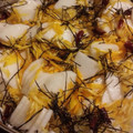 ysk527's cooksnap of when they made 激うま　柚子大根.