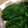 えむｍ's cooksnap of when they made ほうれん草の茹で方と保存方法.