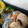 maruru-nn's cooksnap of when they made ささみロールｏｎじゃがいもガレット.