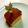 ｇｅｒｈａｒｄ's cooksnap of when they made ほろっととろけるサンケーキ.