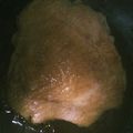 タンソー's cooksnap of when they made 鶏もも肉でローストチキン風テリヤキチキン.