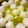 ママうさこ's cooksnap of when they made 意外と簡単！もち米しゅうまい。.