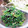 チャマ☆ママ's cooksnap of when they made 簡単♡ほうれん草のおひたし♡.
