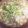 emona's cooksnap of when they made お味噌仕立て☆牡蠣鍋.