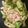 みるく1108's cooksnap of when they made 牛肉とブロッコリーの中華炒め.