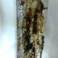kazukyua's cooksnap of when they made 料理屋の味✿太刀魚のゆず胡椒焼き.