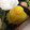 あやちゃん3140's cooksnap of when they made 甘さ控えめ★簡単おせち料理♪栗きんとん.