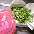 さやねぇ☆'s cooksnap of when they made かいわれ☆保存用.