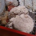 さくらんぼ1020's cooksnap of when they made 鯛の子 炊いたん。.