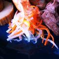たけし19's cooksnap of when they made 柚子の風味かおる＊紅白なます.